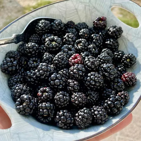 Bed & Breakfast B&B Villa Asia Sulmona