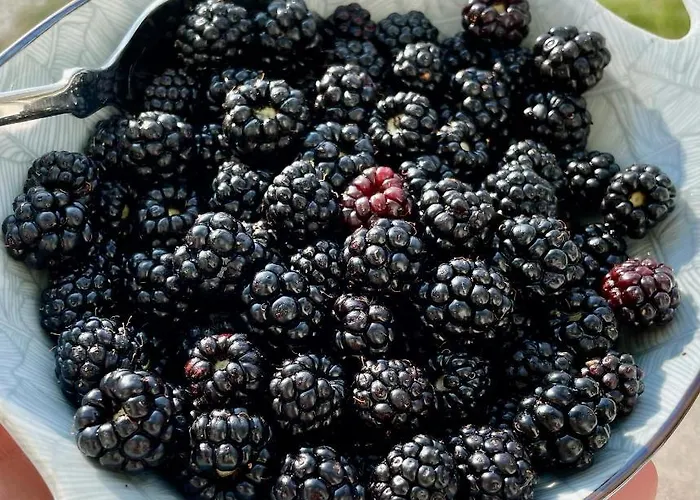 Bed & Breakfast B&B Villa Asia Sulmona